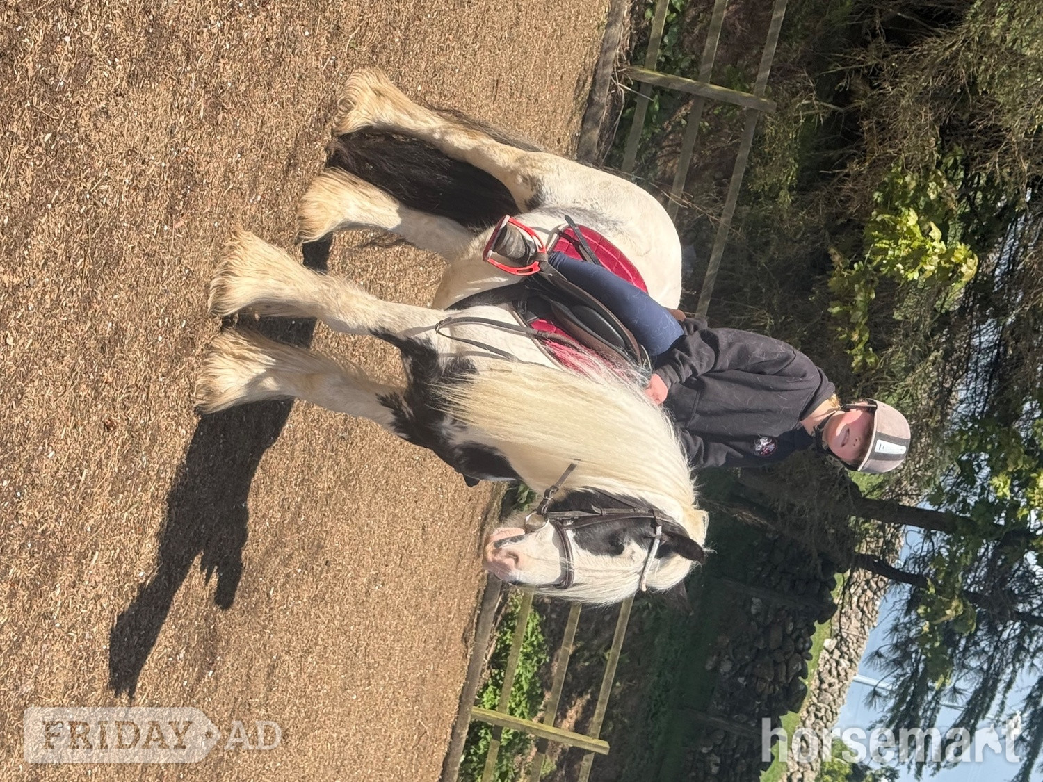 "Jack" Piebald Gelding Cob/Heavy Horse - Horses