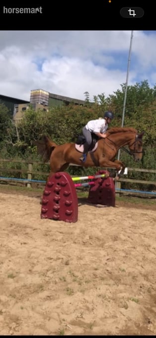 "Pixie " Chestnut Mare All Rounder