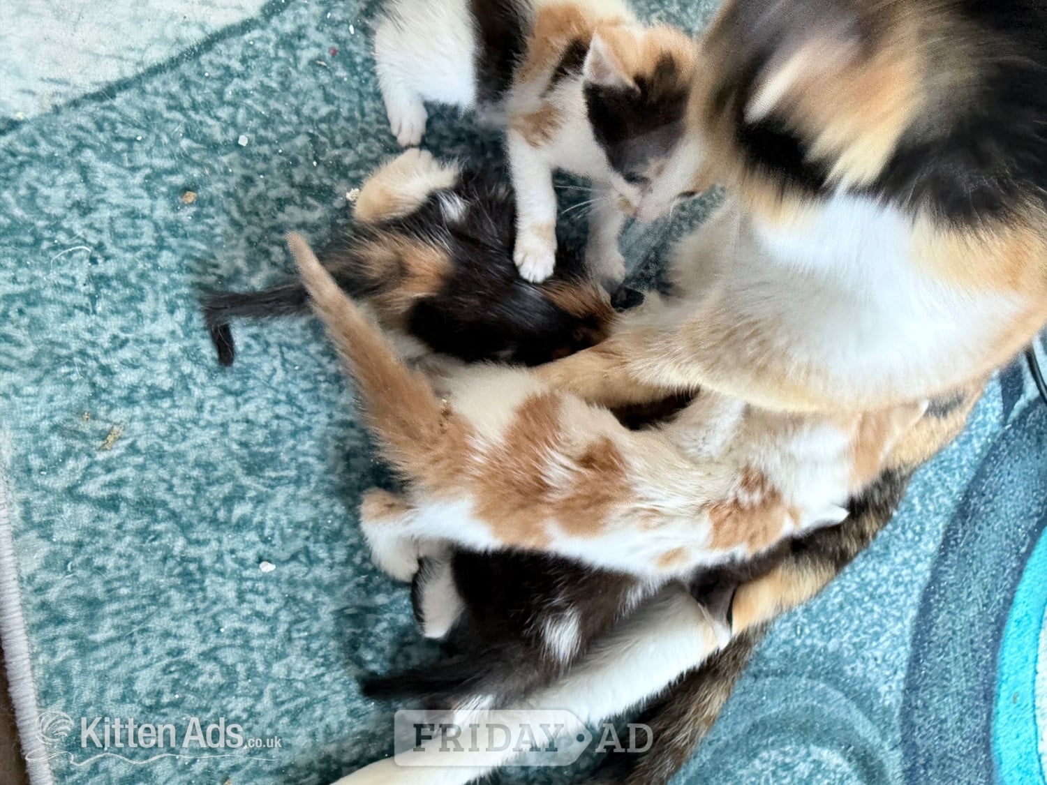 Two little boy kittens  in Bridgwater
