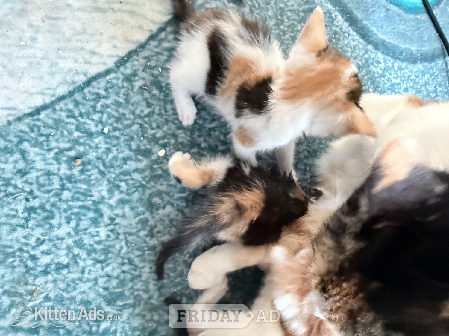 Two little boy kittens 
