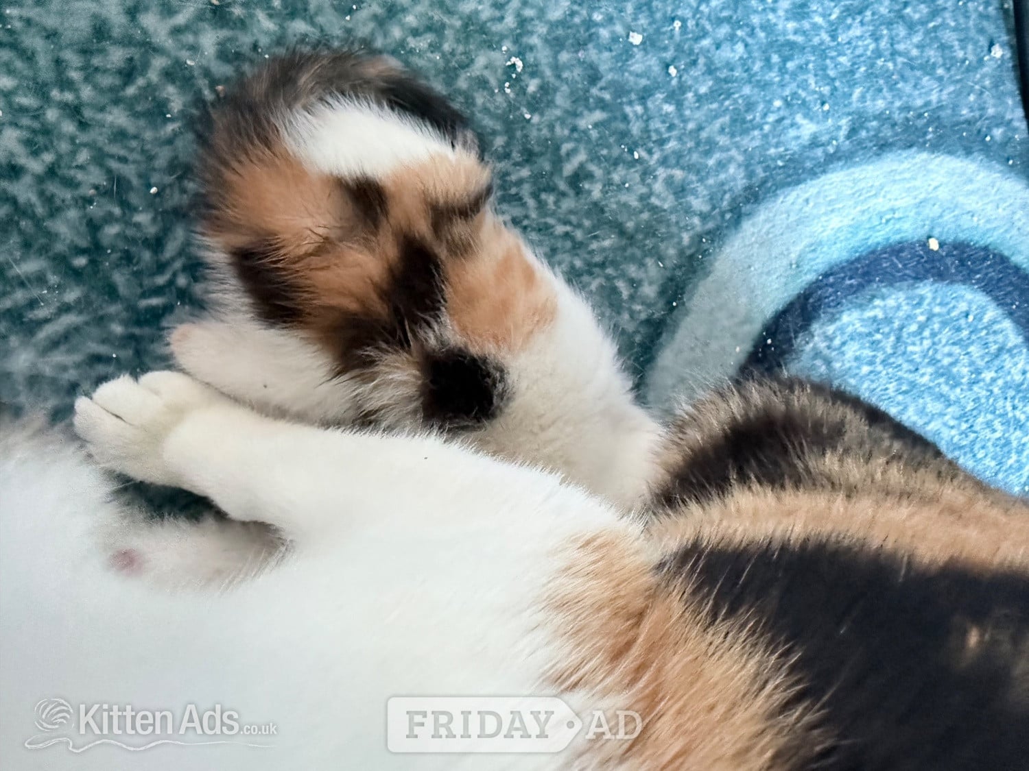 Two little boy kittens  - Cats & Kittens in Bridgwater