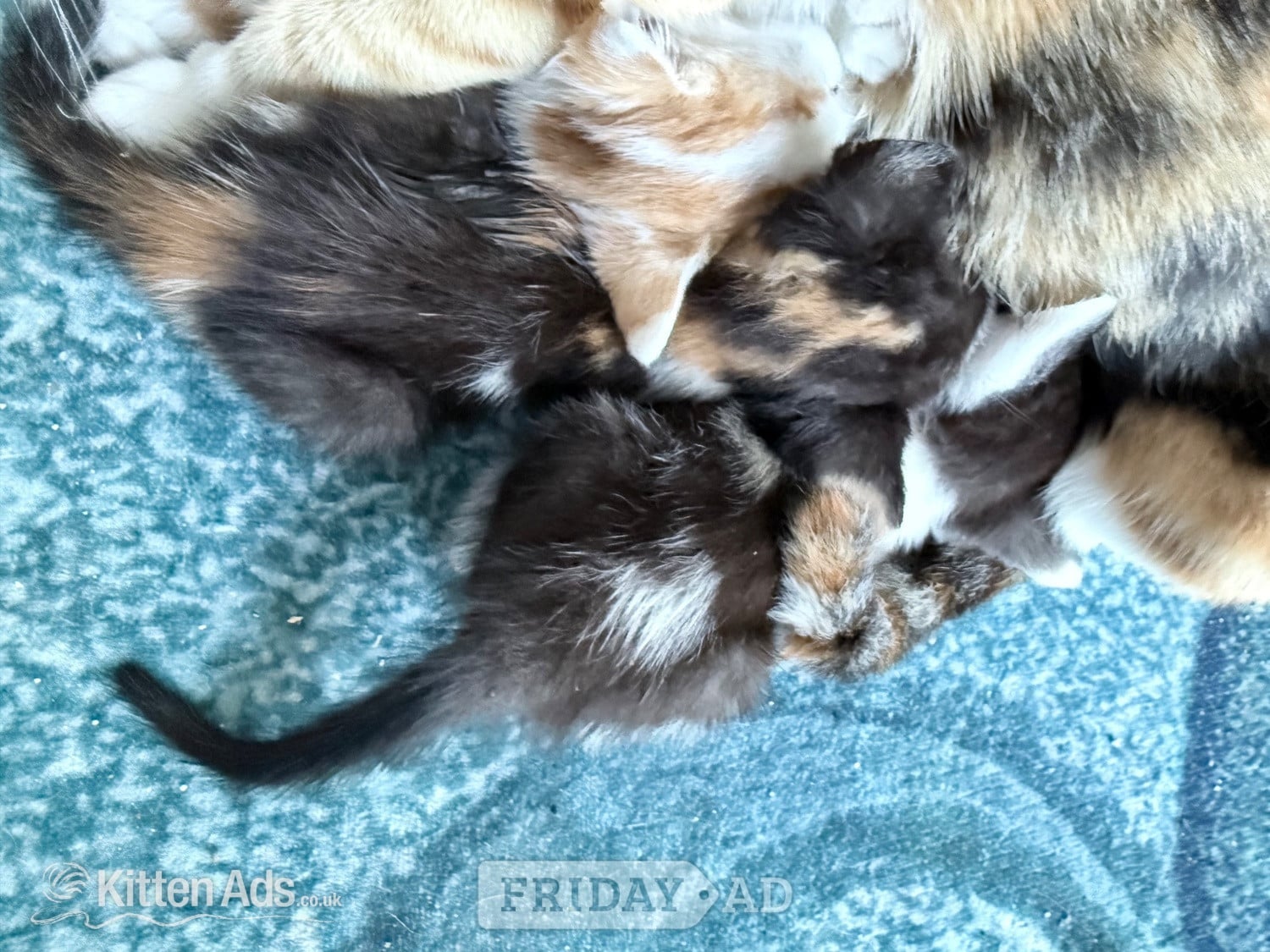 Two little boy kittens  - Cats & Kittens