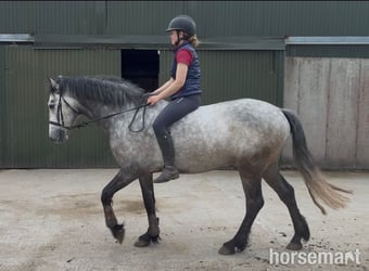 "Louis" Grey Gelding All Rounder