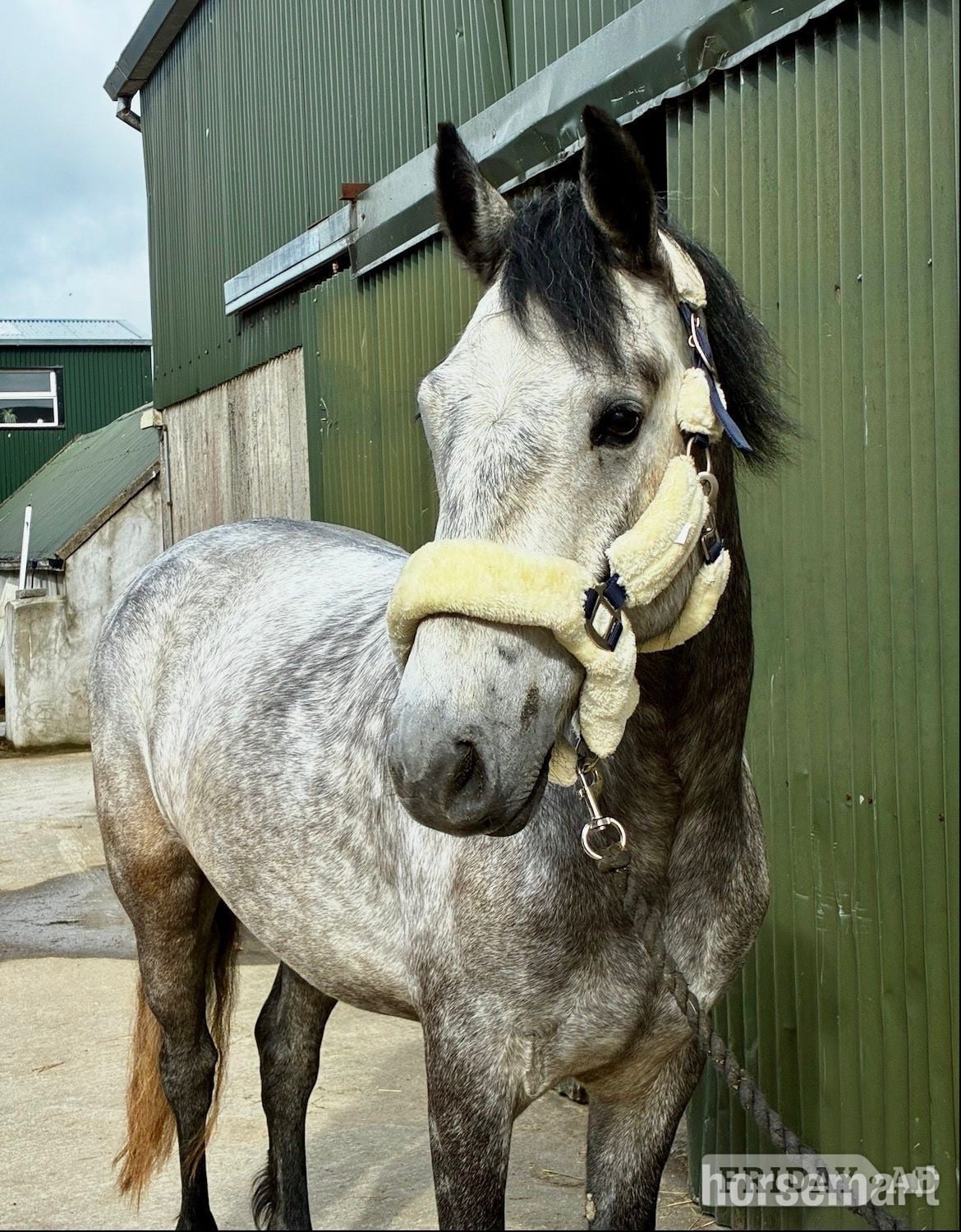 "Louis" Grey Gelding All Rounder