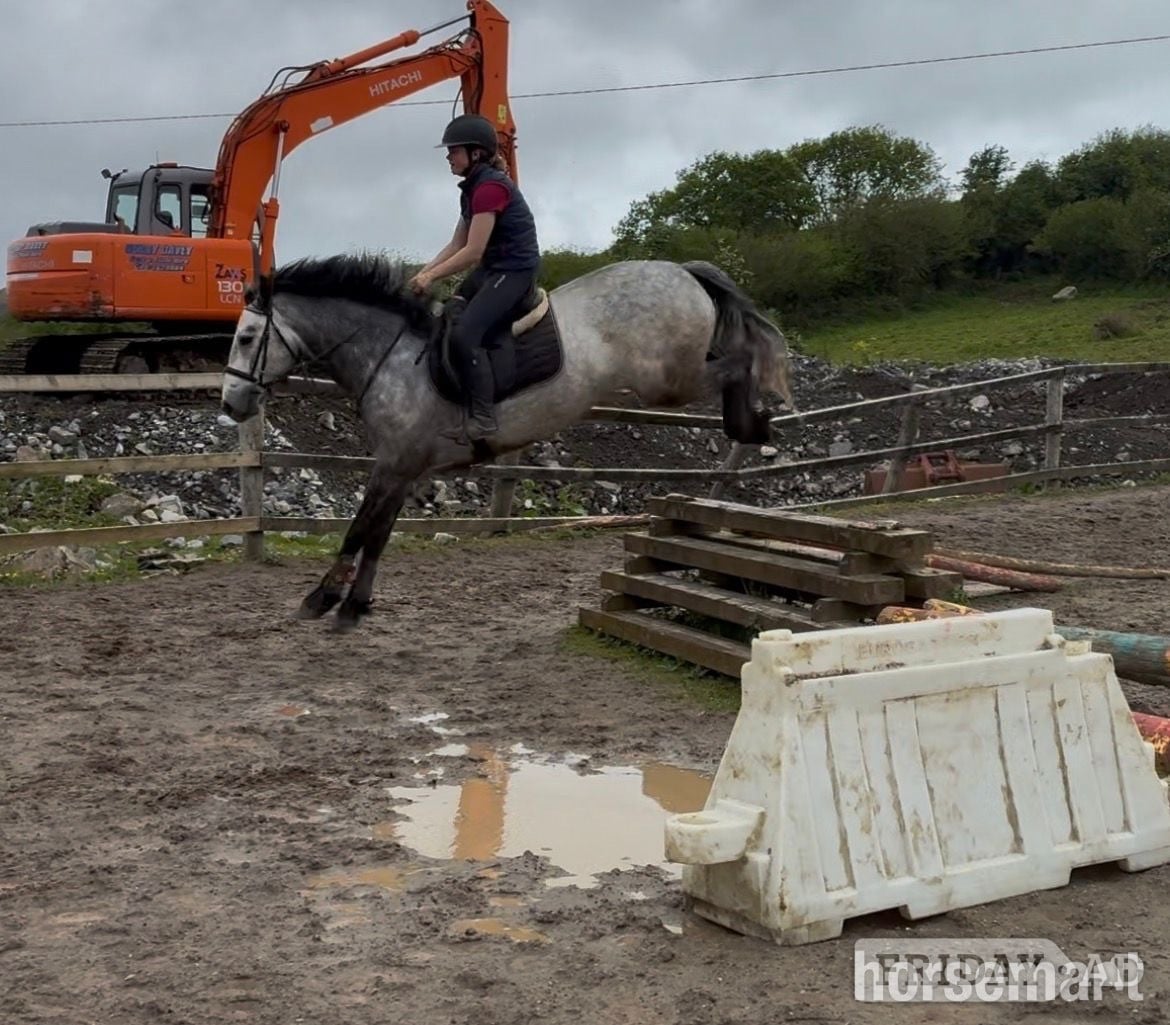 "Louis" Grey Gelding All Rounder - Horses in Collooney