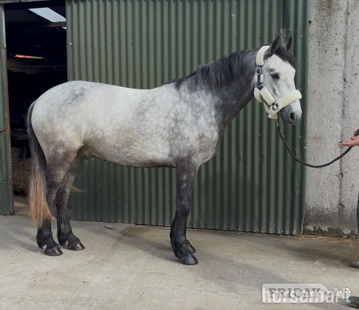 Collooney "Louis" Grey Gelding All Rounder