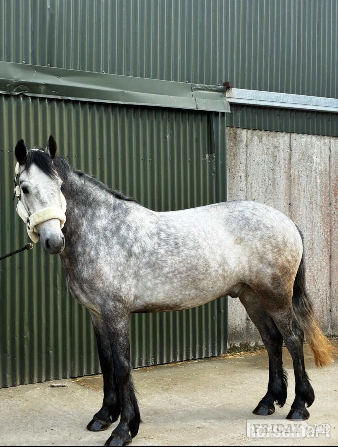 "Louis" Grey Gelding All Rounder - Horses