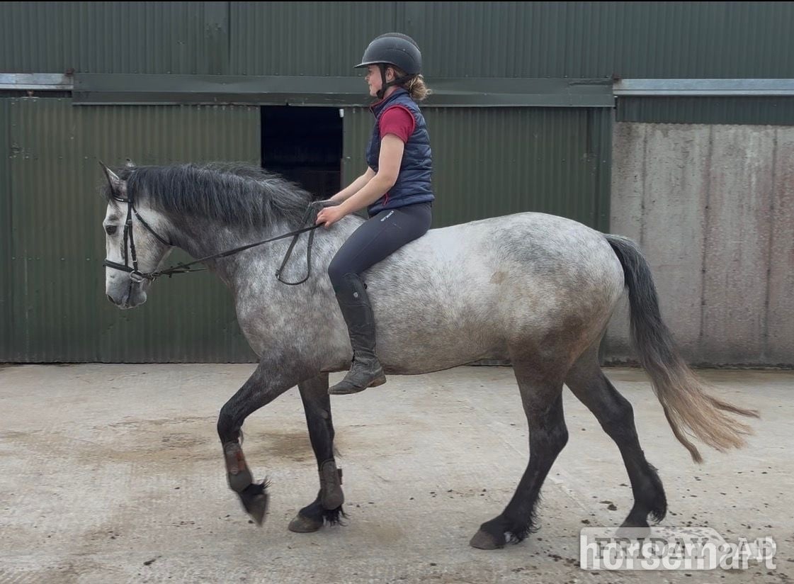 "Louis" Grey Gelding All Rounder in Collooney