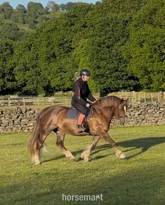 "Fronarth Olympic flame" Chestnut Mare Riding Club Horse