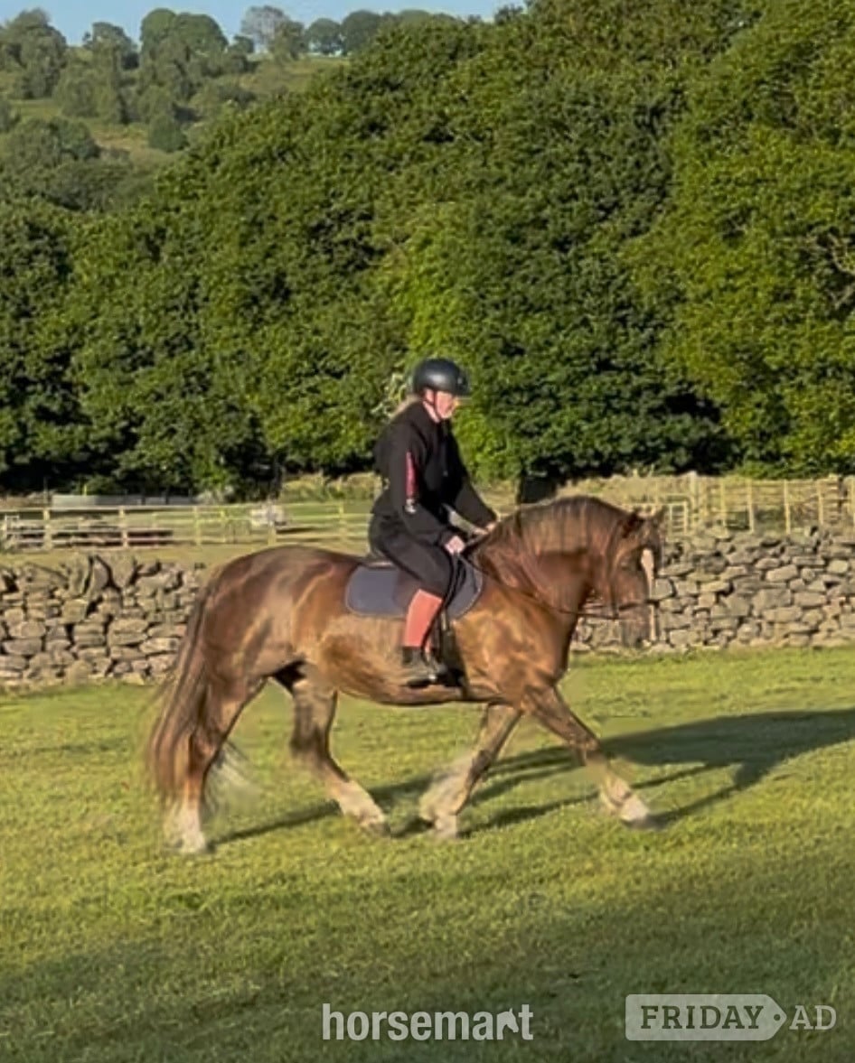 "Fronarth Olympic flame" Chestnut Mare Riding Club Horse in Bingley