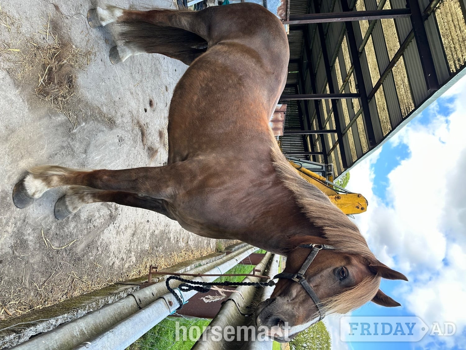 "Fronarth Olympic flame" Chestnut Mare Riding Club Horse