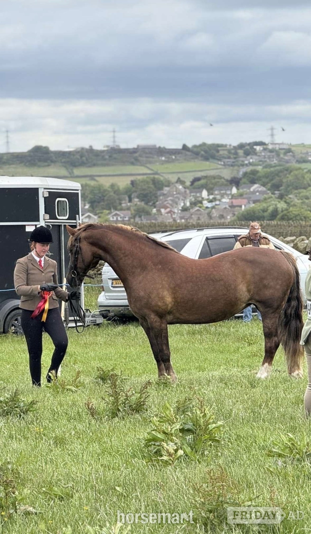 Bingley "Fronarth Olympic flame" Chestnut Mare Riding Club Horse
