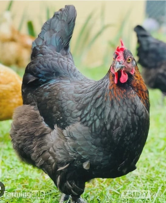 Point of Lays for Sale - Mixture of Breeds - Lancashire in Pilling