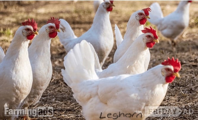 Point of Lays for Sale - Mixture of Breeds - Lancashire - Poultry in Pilling
