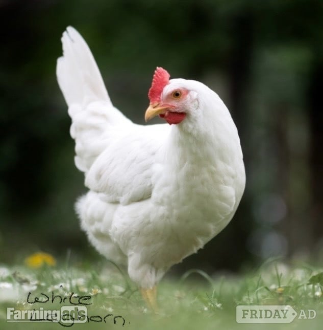 Point of Lays for Sale - Mixture of Breeds - Lancashire - Poultry