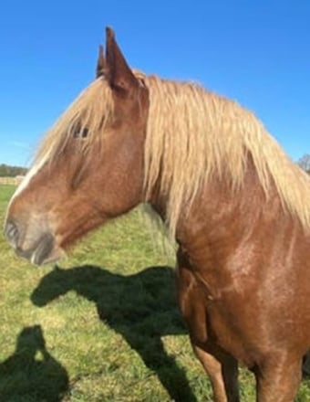 "Artie" Chestnut Gelding Cob/Heavy Horse