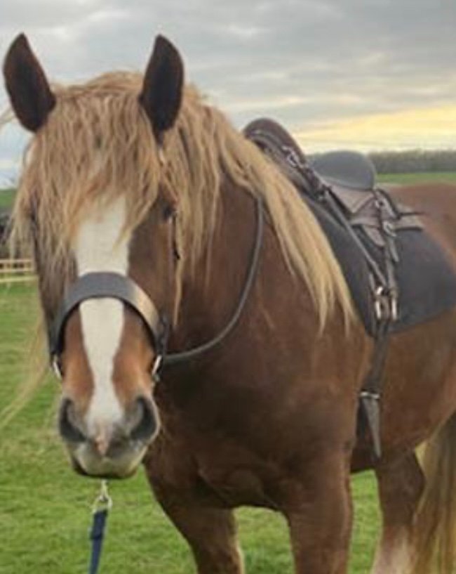 "Artie" Chestnut Gelding Cob/Heavy Horse