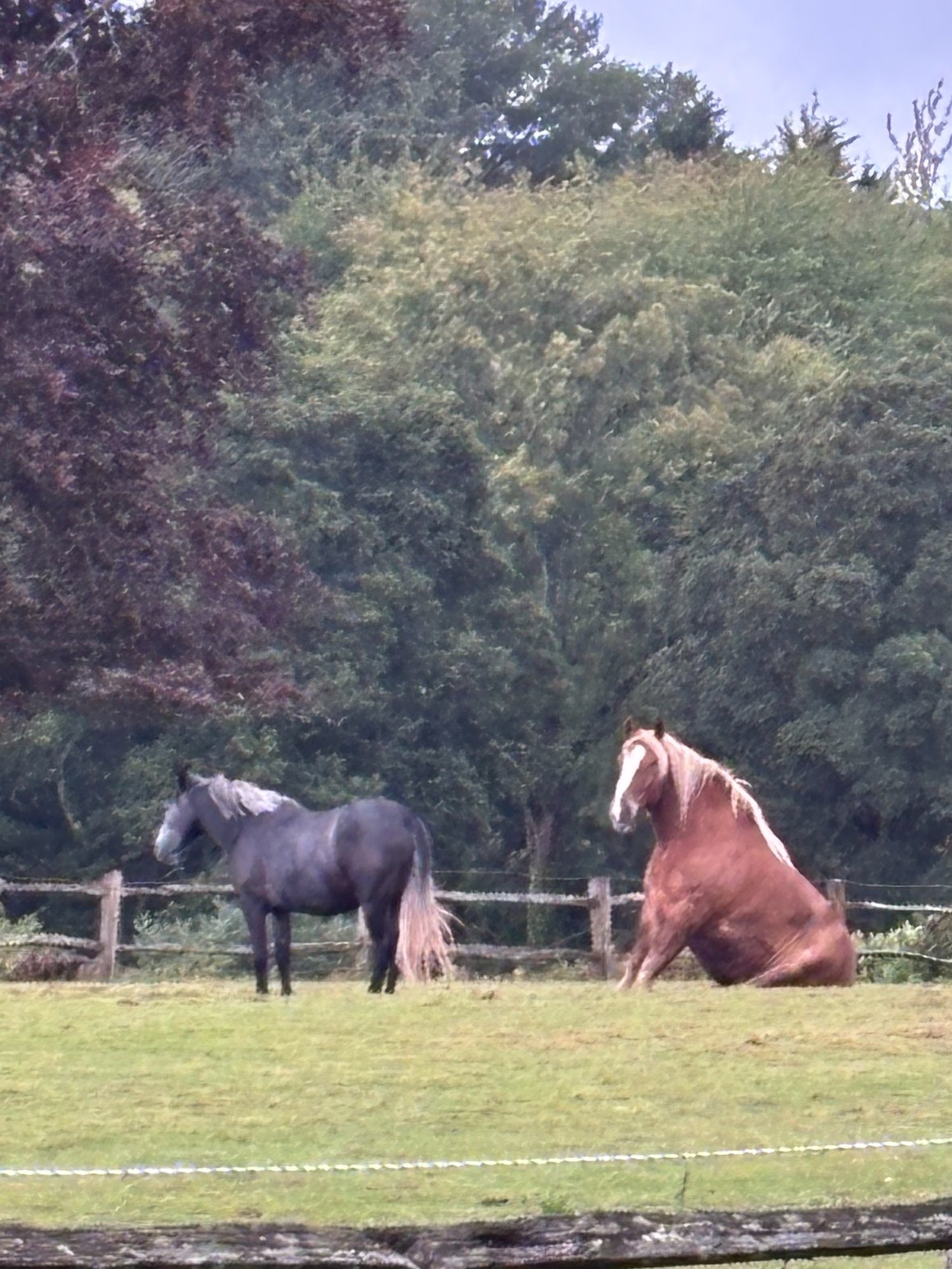 Wadhurst "Artie" Chestnut Gelding Cob/Heavy Horse