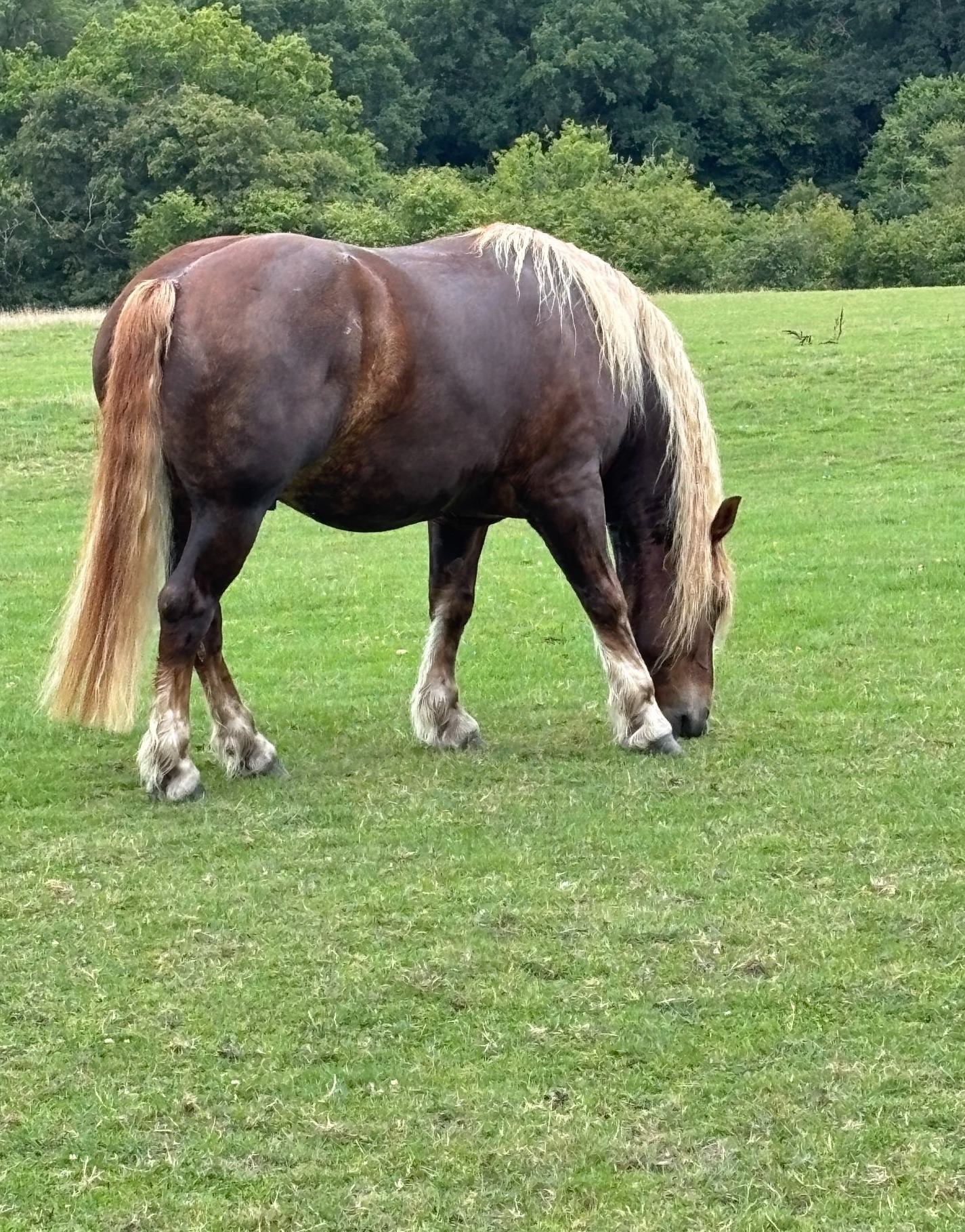 "Artie" Chestnut Gelding Cob/Heavy Horse - Horses in Wadhurst