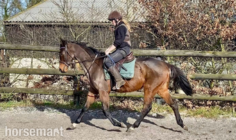 "Milo" Bay Gelding All Rounder