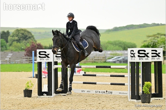 "Biggie" Dark Bay Gelding Show Jumper