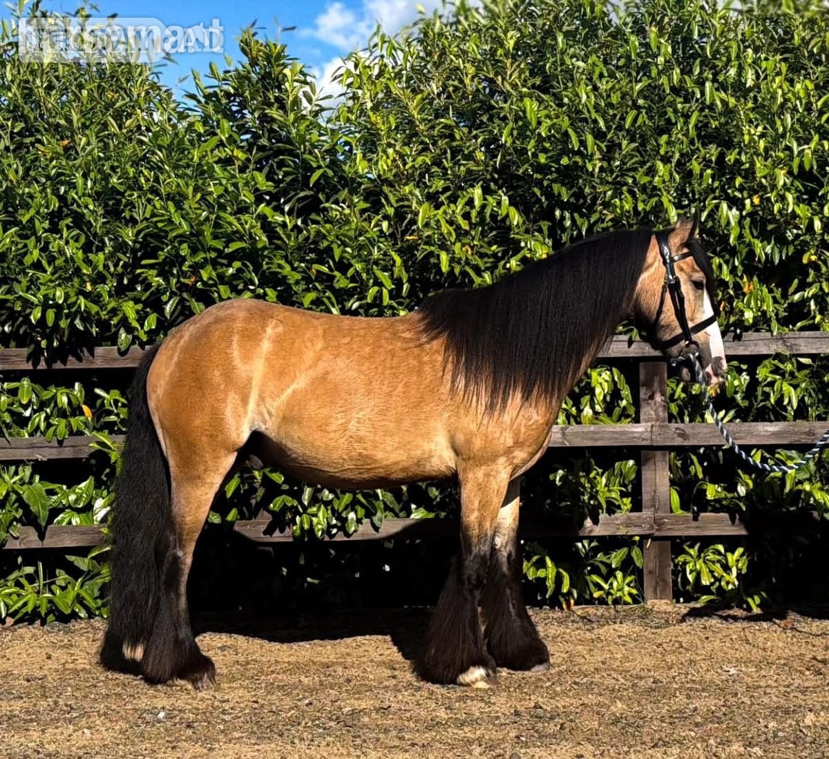 "Oakley " Dun Gelding Cob/Heavy Horse in Whitchurch
