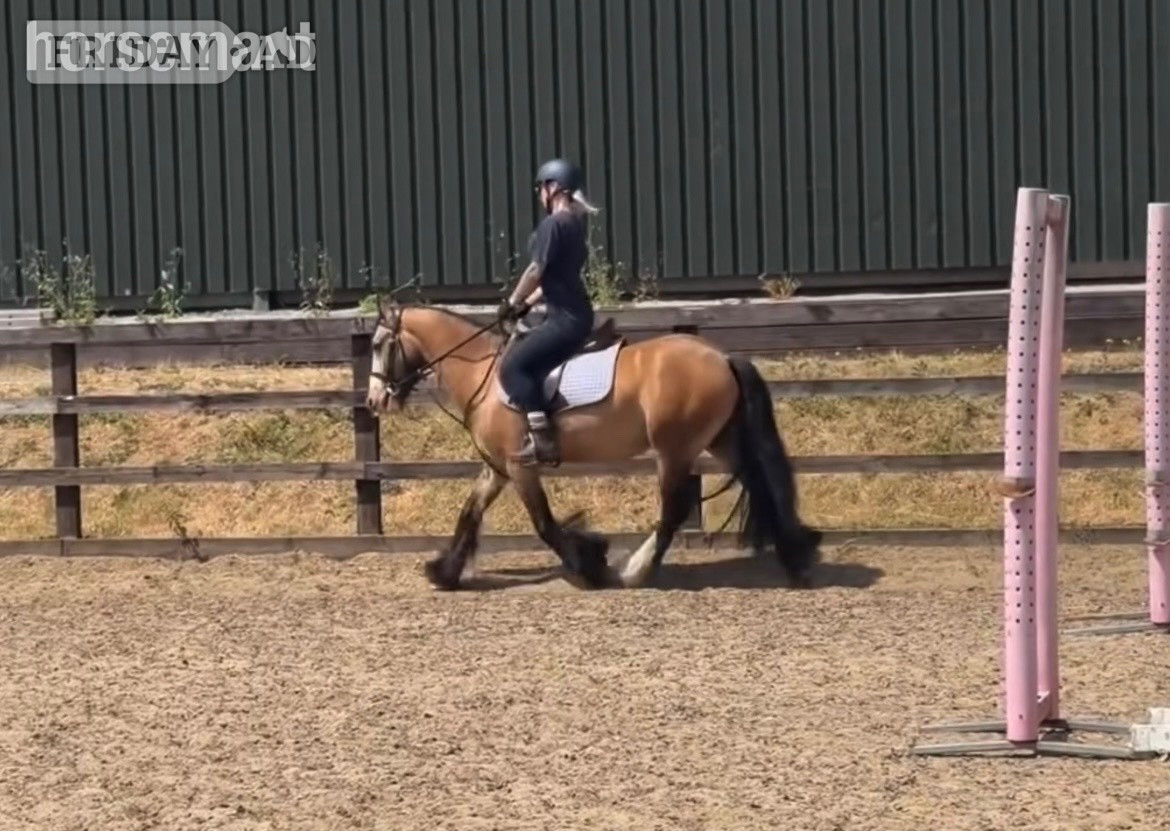 "Oakley " Dun Gelding Cob/Heavy Horse