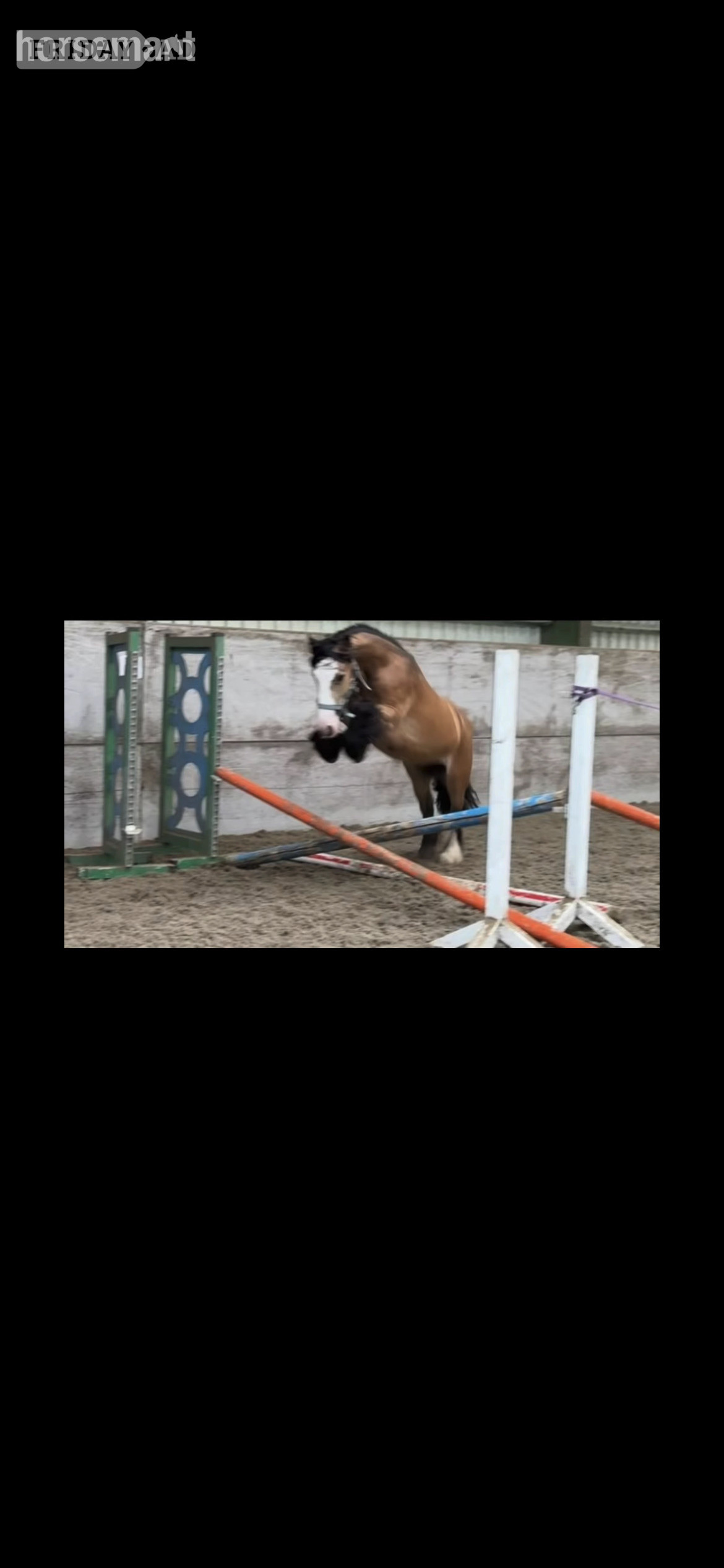 Whitchurch "Oakley " Dun Gelding Cob/Heavy Horse