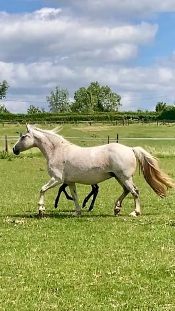 "Wilma (Clonboo Rua)" Grey Mare Broodmare