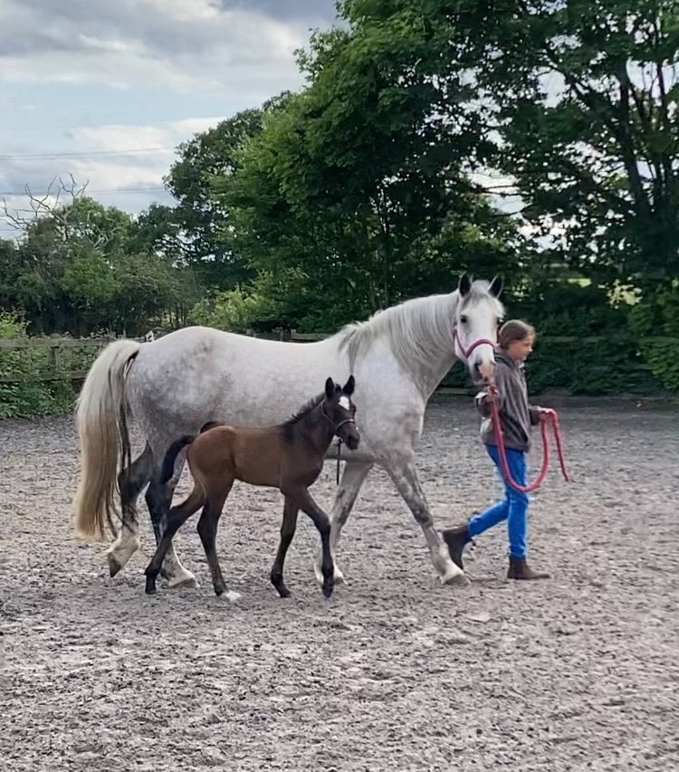 "Wilma (Clonboo Rua)" Grey Mare Broodmare