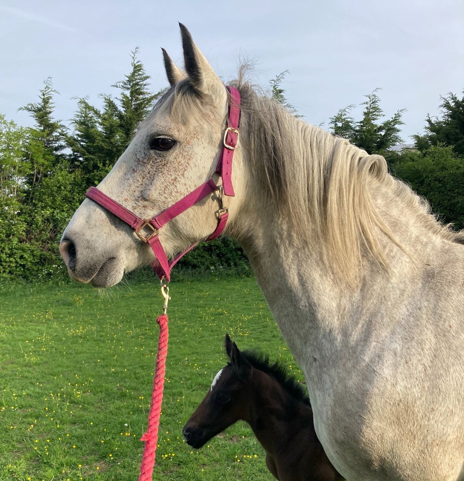 Watford "Wilma (Clonboo Rua)" Grey Mare Broodmare