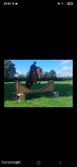 "Princess " Chestnut Mare All Rounder