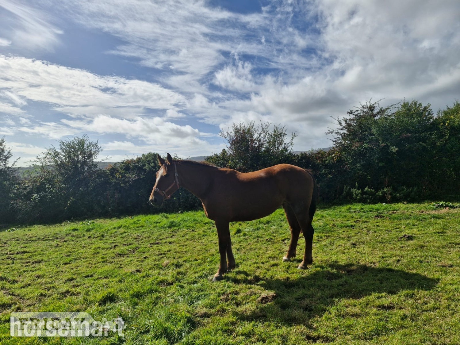 Lismore "Princess " Chestnut Mare All Rounder