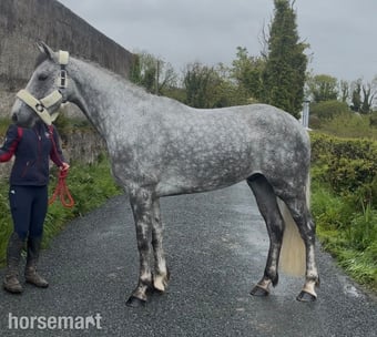 "Alvara" Dapple Grey Gelding All Rounder