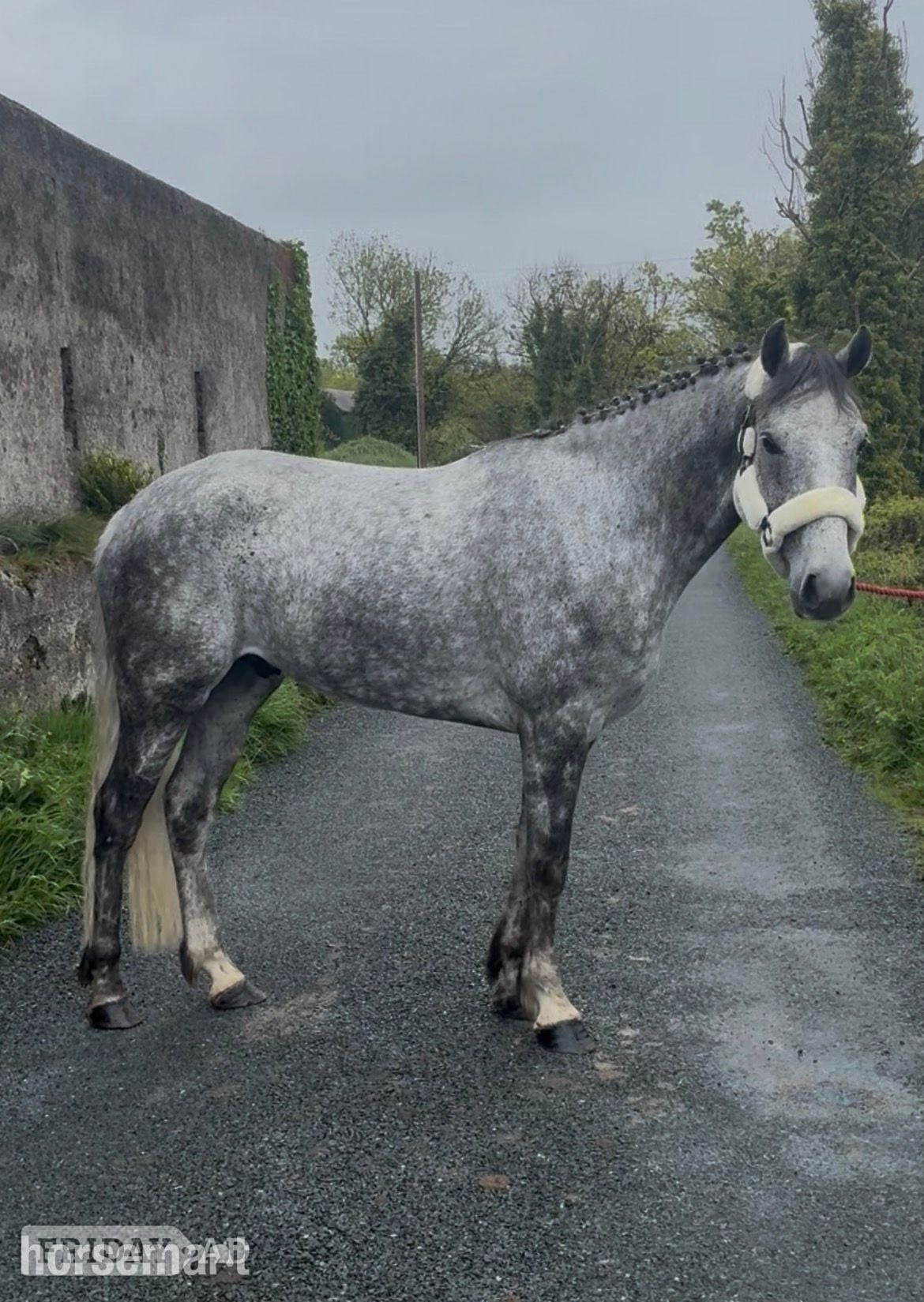 "Alvara" Dapple Grey Gelding All Rounder
