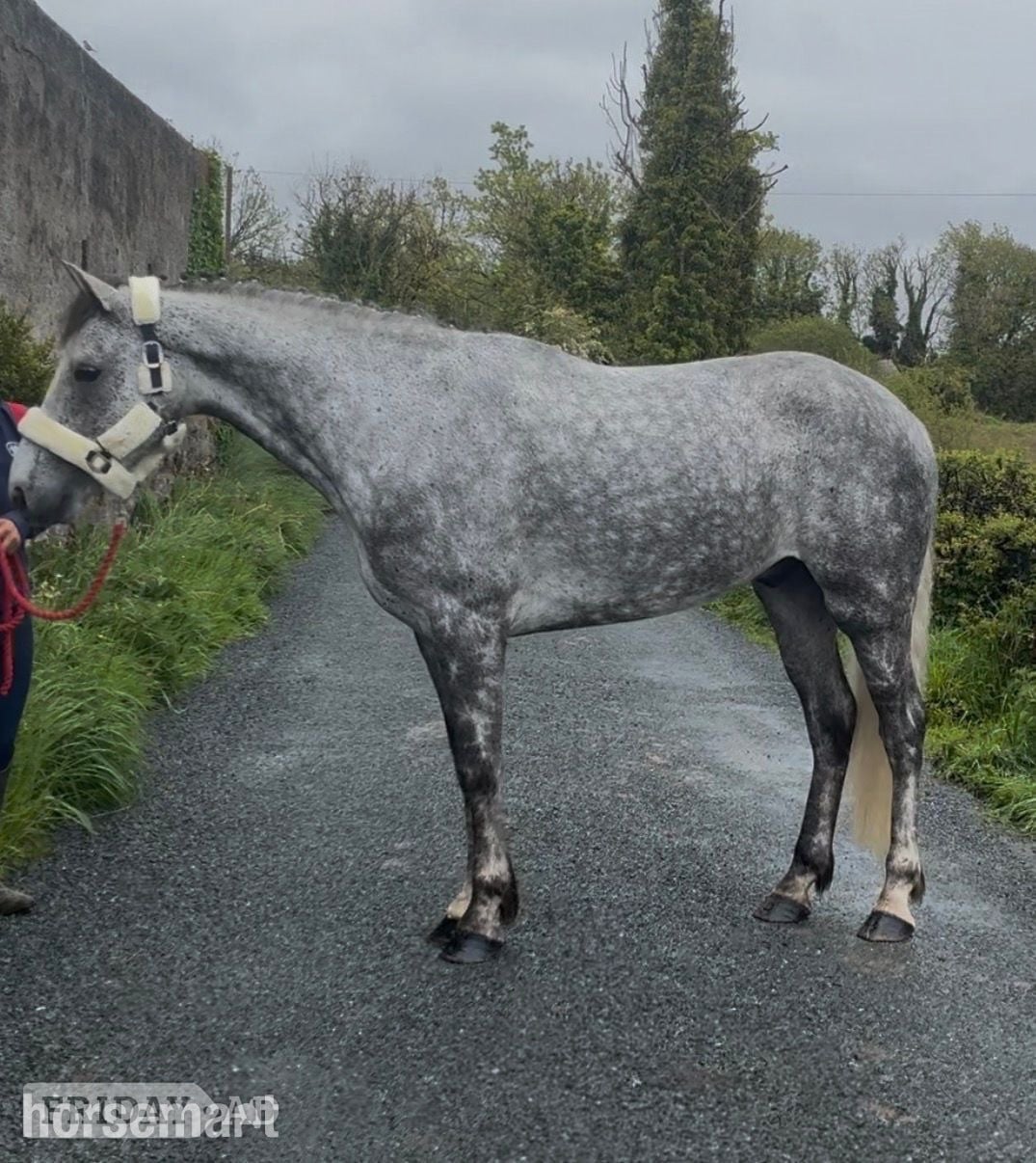 "Alvara" Dapple Grey Gelding All Rounder - Horses in Collooney