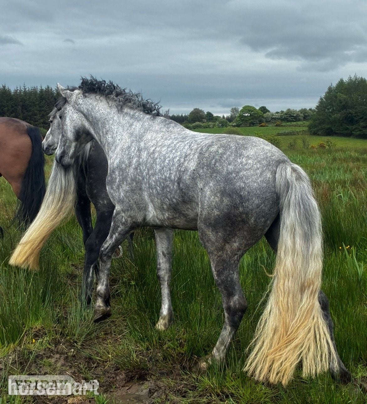 Collooney "Alvara" Dapple Grey Gelding All Rounder