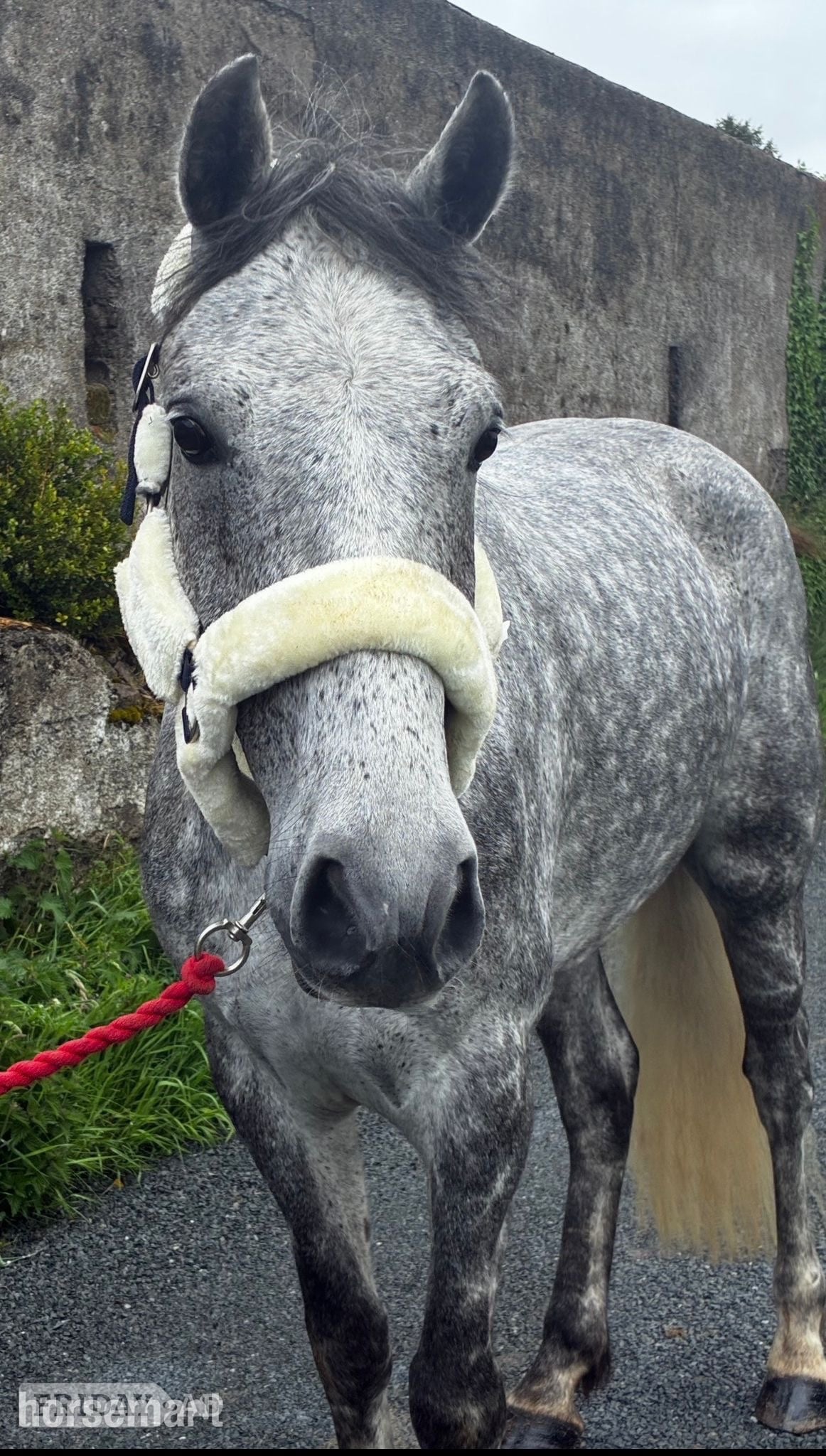 "Alvara" Dapple Grey Gelding All Rounder - Horses