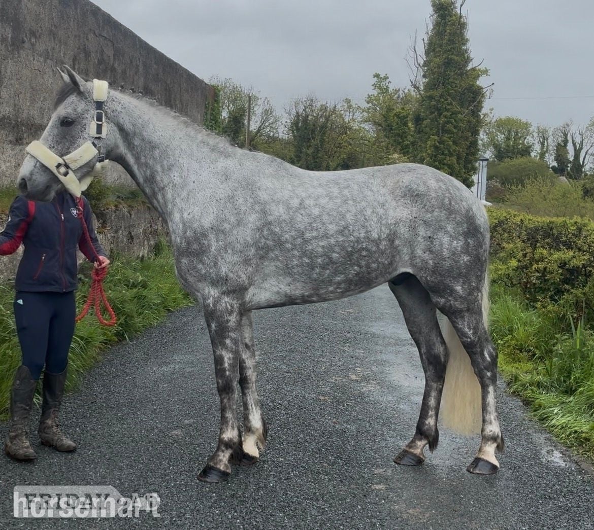 "Alvara" Dapple Grey Gelding All Rounder in Collooney