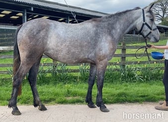 "Eve " Grey Filly All Rounder