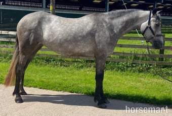 "Eve " Grey Filly All Rounder