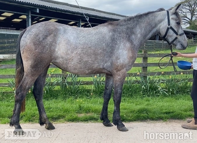 "Eve " Grey Filly All Rounder in Carlisle