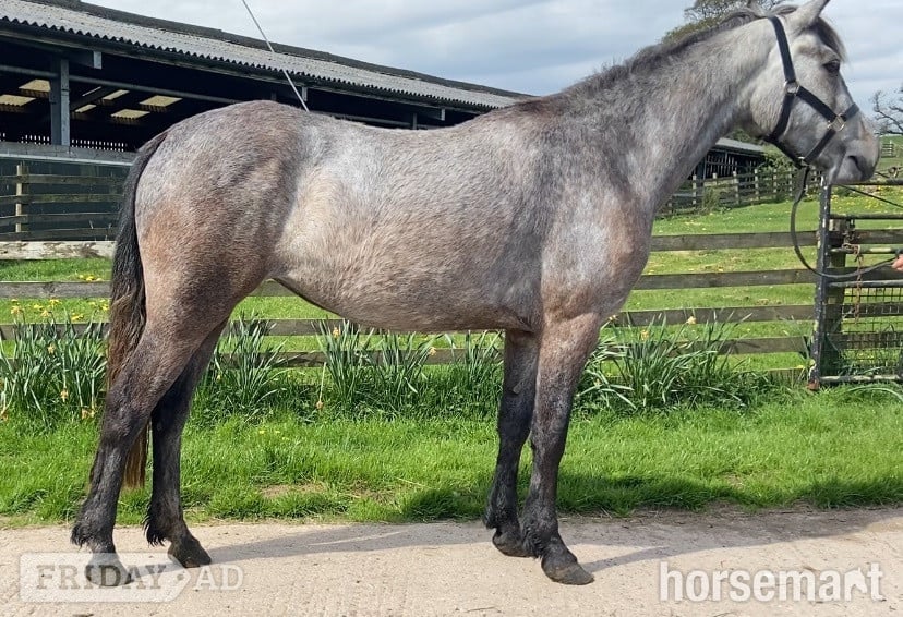 Carlisle "Eve " Grey Filly All Rounder