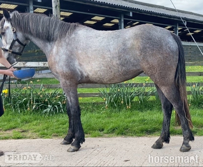 "Eve " Grey Filly All Rounder