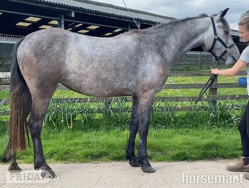 "Eve " Grey Filly All Rounder - Horses