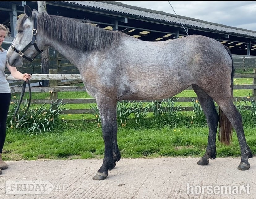 "Eve " Grey Filly All Rounder - Horses in Carlisle