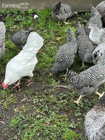Barred Marans - Point of Lay Hens