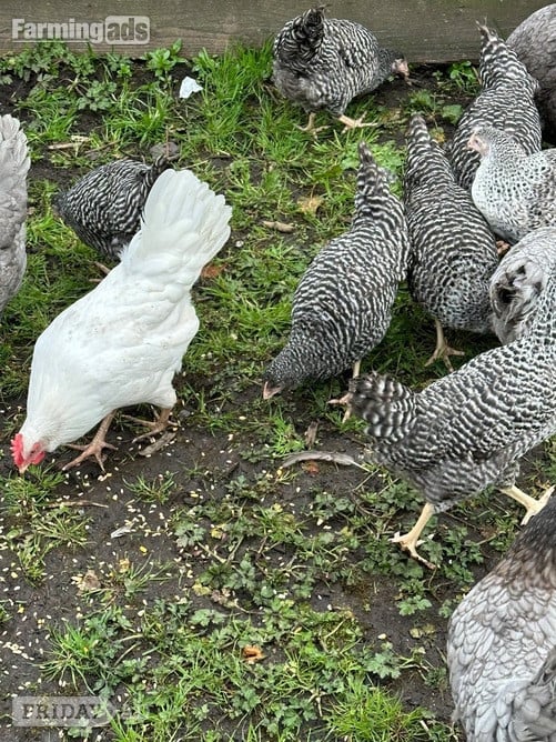 Barred Marans - Point of Lay Hens in Pilling