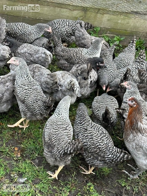 Barred Marans - Point of Lay Hens