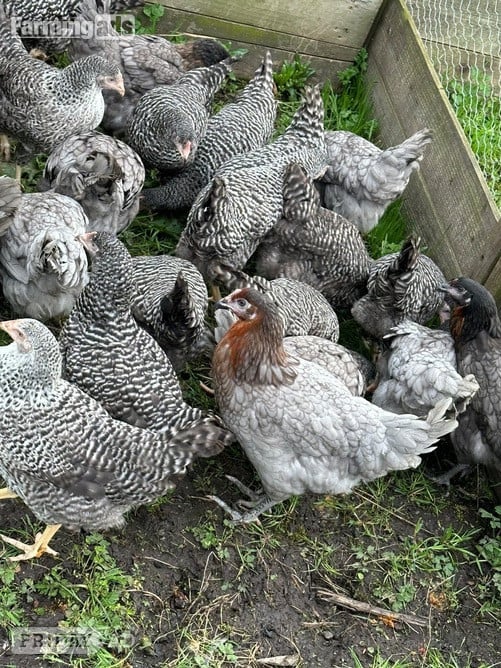 Pilling Barred Marans - Point of Lay Hens